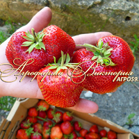 Клубника ЧАМОРА ТУРУСИ (КРУПНОМЕР! ОГРОМНЫЙ КУСТ, УРОЖАЙ В ГОД ПОСАДКИ) Клубника ЧАМОРА ТУРУСИ (КРУПНОМЕР! ОГРОМНЫЙ КУСТ, УРОЖАЙ В ГОД ПОСАДКИ)